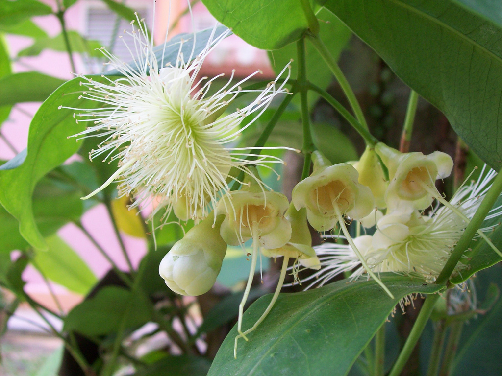 معرفی و راهنمای پرورش درختان میوه - سیب آبی یا میوه زنگوله ای